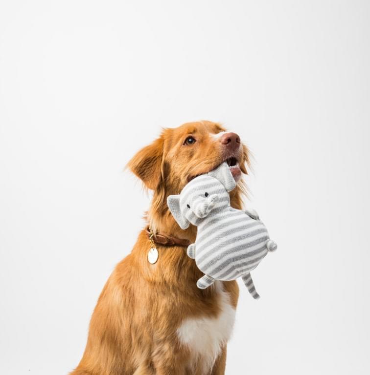 dog fun
